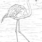 Raskrasil.com-Coloring-Pages-Flamingo-27