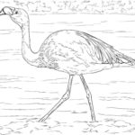 Raskrasil.com-Coloring-Pages-Flamingo-33