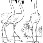 Raskrasil.com-Coloring-Pages-Flamingo-41