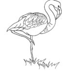 Raskrasil.com-Coloring-Pages-Flamingo-46