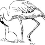 Raskrasil.com-Coloring-Pages-Flamingo-47
