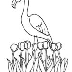 Raskrasil.com-Coloring-Pages-Flamingo-64