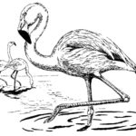 Raskrasil.com-Coloring-Pages-Flamingo-72