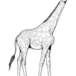 Raskrasil.com-Coloring-Pages-Giraffe-22