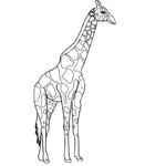 Raskrasil.com-Coloring-Pages-Giraffe-4