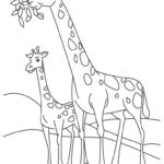 Raskrasil.com-Coloring-Pages-Giraffe-56