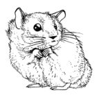Raskrasil.com-Coloring-Pages-Hamster-12