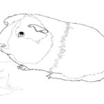 Raskrasil.com-Coloring-Pages-Hamster-29