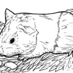 Raskrasil.com-Coloring-Pages-Hamster-48