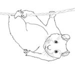 Raskrasil.com-Coloring-Pages-Hamster-60