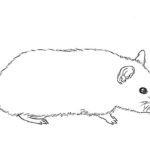 Raskrasil.com-Coloring-Pages-Hamster-61