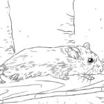 Raskrasil.com-Coloring-Pages-Hamster-65