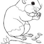 Raskrasil.com-Coloring-Pages-Hamster-68