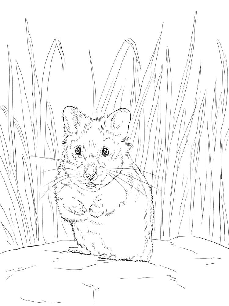 Dibujos de Hamster para Colorear