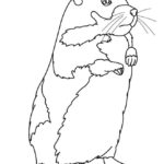 Raskrasil.com-Coloring-Pages-Hamster-84