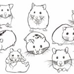 Raskrasil.com-Coloring-Pages-Hamster-95