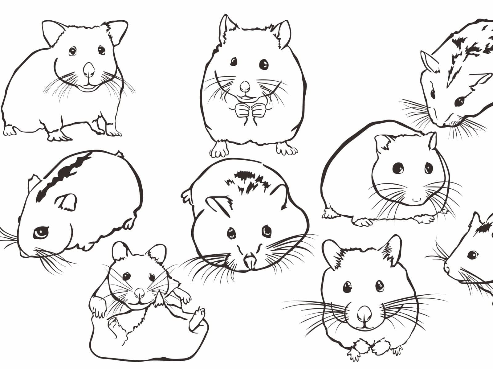 Desenhos de Hamster para Colorir