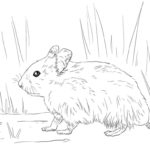 Raskrasil.com-Coloring-Pages-Hamster-96