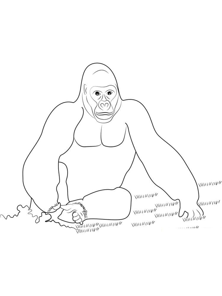 Raskrasil.com-Coloring-Pages-King-Kong-11
