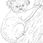 Raskrasil.com-Coloring-Pages-Koala-13