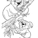 Raskrasil.com-Coloring-Pages-Koala-18