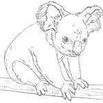 Raskrasil.com-Coloring-Pages-Koala-26