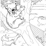 Raskrasil.com-Coloring-Pages-Koala-28