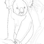 Raskrasil.com-Coloring-Pages-Koala-33