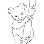 Raskrasil.com-Coloring-Pages-Koala-52