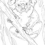 Raskrasil.com-Coloring-Pages-Koala-53
