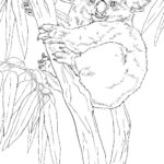 Raskrasil.com-Coloring-Pages-Koala-54