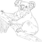 Raskrasil.com-Coloring-Pages-Koala-55