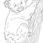 Raskrasil.com-Coloring-Pages-Koala-56
