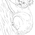 Raskrasil.com-Coloring-Pages-Koala-57