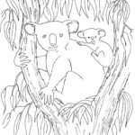 Raskrasil.com-Coloring-Pages-Koala-62