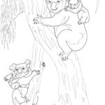 Raskrasil.com-Coloring-Pages-Koala-70