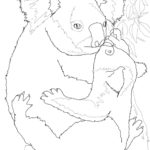 Raskrasil.com-Coloring-Pages-Koala-73