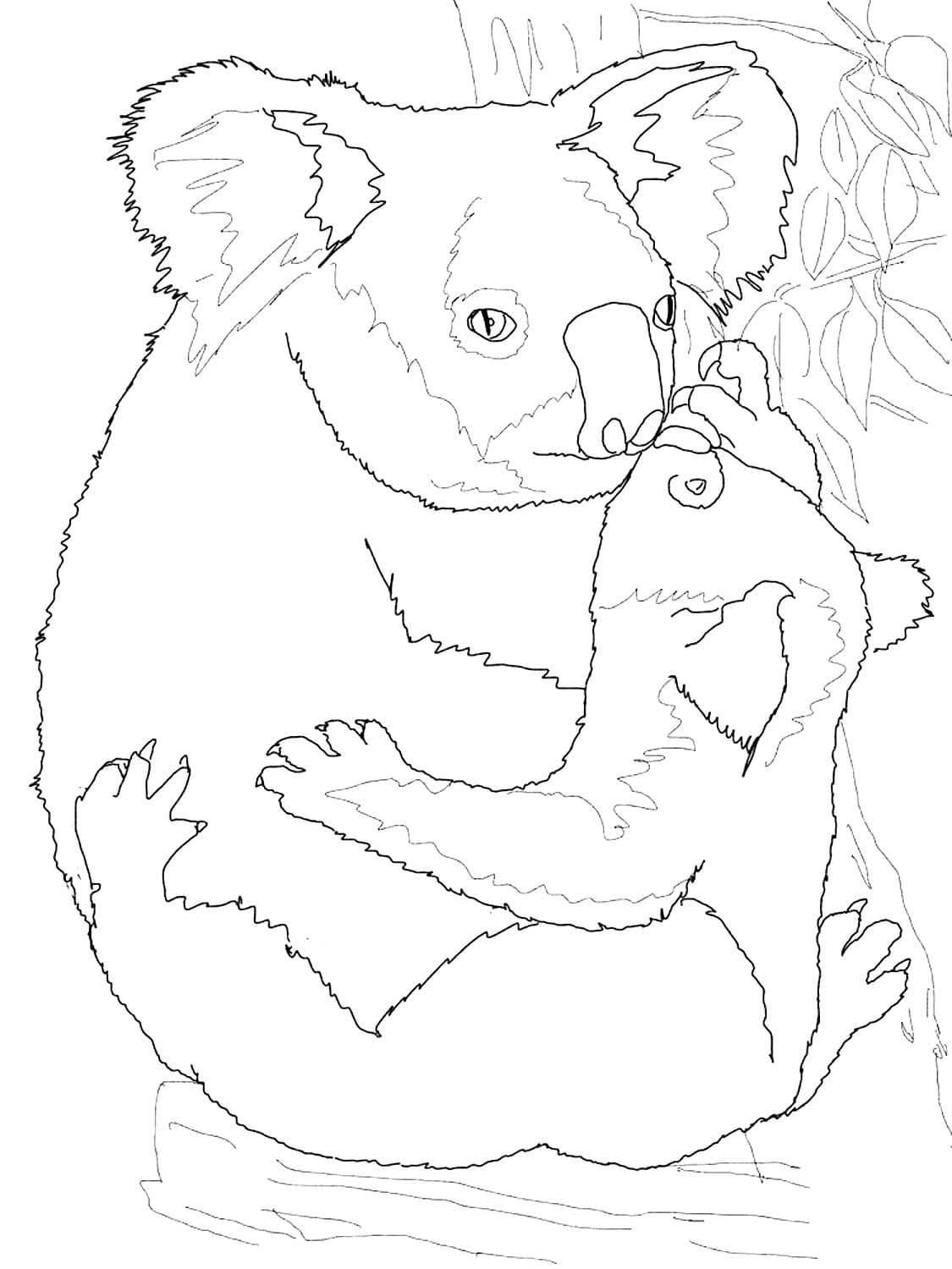 Koala Coloring Pages | 100 Pictures Free Printable
