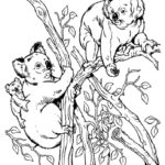 Raskrasil.com-Coloring-Pages-Koala-74
