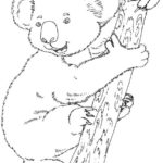 Raskrasil.com-Coloring-Pages-Koala-78