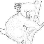 Raskrasil.com-Coloring-Pages-Koala-84