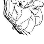 Raskrasil.com-Coloring-Pages-Koala-86