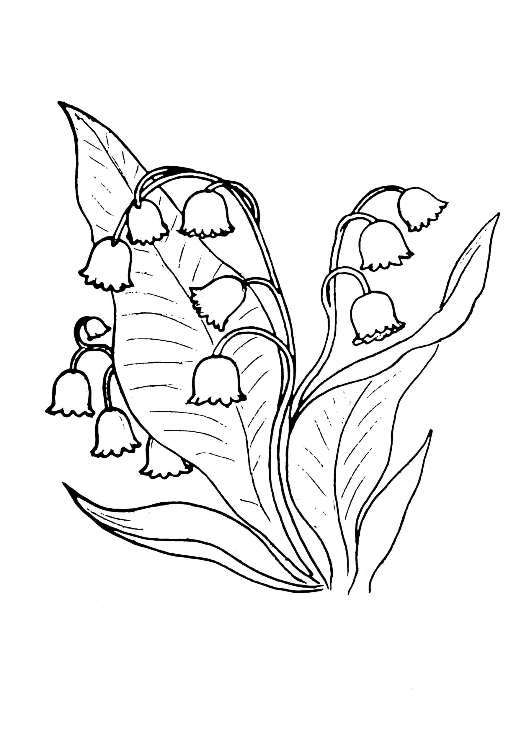 Raskrasil.com-Coloring-Pages-Lily-of-the-Valley-10