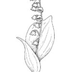 Raskrasil.com-Coloring-Pages-Lily-of-the-Valley-101
