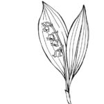 Raskrasil.com-Coloring-Pages-Lily-of-the-Valley-105