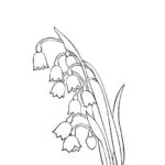 Raskrasil.com-Coloring-Pages-Lily-of-the-Valley-20