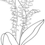 Raskrasil.com-Coloring-Pages-Lily-of-the-Valley-22