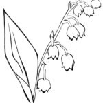 Raskrasil.com-Coloring-Pages-Lily-of-the-Valley-26