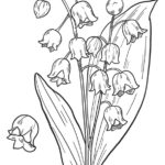 Raskrasil.com-Coloring-Pages-Lily-of-the-Valley-27