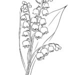 Raskrasil.com-Coloring-Pages-Lily-of-the-Valley-28